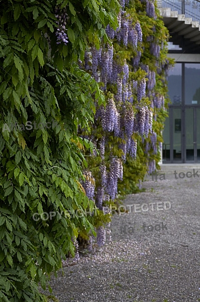 Wisteria sinensis