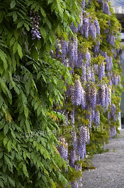 Wisteria sinensis