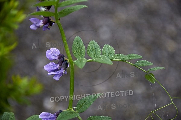 Wisteria sinensis