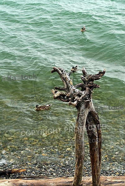 wood and water