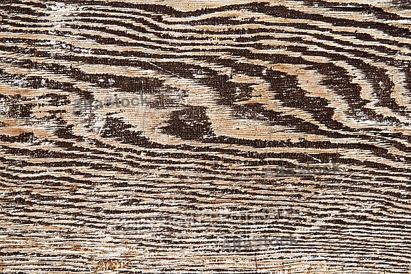 Wood backgrounds