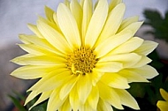 Yellow flower