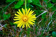 Yellow flower on the ground