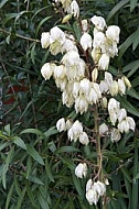 Yucca