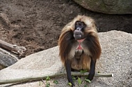 Zoo, Wild, Wilhelma, Stuttgart