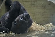 Zoo, Wild, Wilhelma, Stuttgart