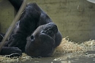 Zoo, Wild, Wilhelma, Stuttgart