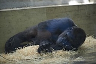 Zoo, Wild, Wilhelma, Stuttgart