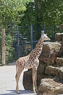 Zoo, Wild, Wilhelma, Stuttgart