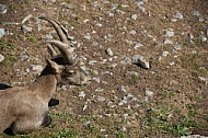 Zoo, Wild, Wilhelma, Stuttgart