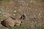 Zoo, Wild, Wilhelma, Stuttgart