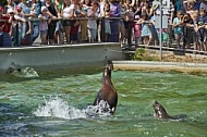 Zoo, Wild, Wilhelma, Stuttgart