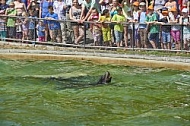 Zoo, Wild, Wilhelma, Stuttgart