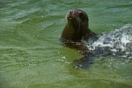 Zoo, Wild, Wilhelma, Stuttgart