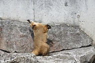 Zoo, Wild, Wilhelma, Stuttgart