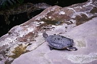 Zoo, Wild, Wilhelma, Stuttgart