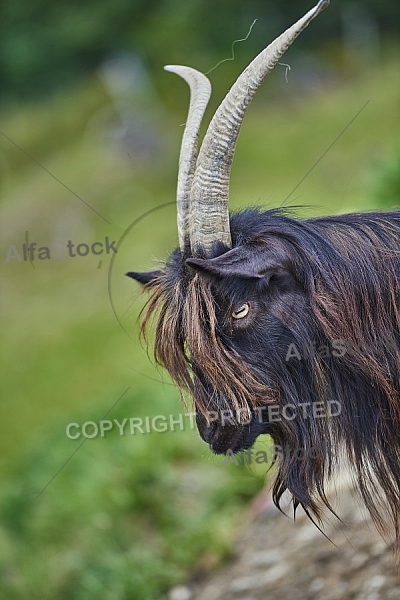 Zoo, Wild, Wilhelma, Stuttgart