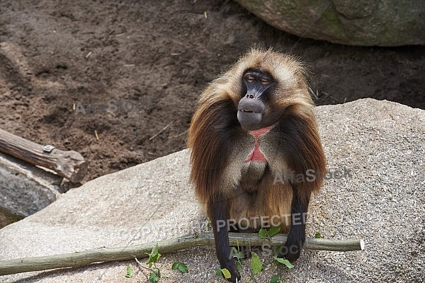 Zoo, Wild, Wilhelma, Stuttgart