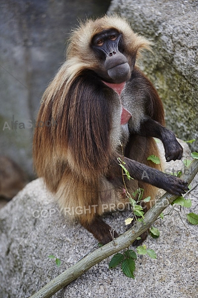 Zoo, Wild, Wilhelma, Stuttgart