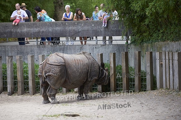 Zoo, Wild, Wilhelma, Stuttgart