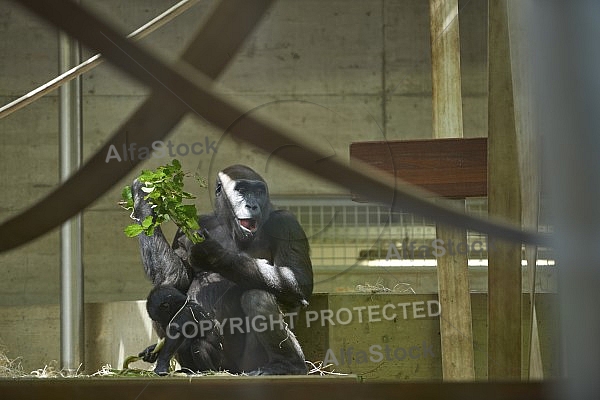 Zoo, Wild, Wilhelma, Stuttgart