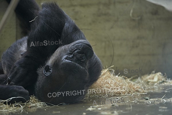 Zoo, Wild, Wilhelma, Stuttgart