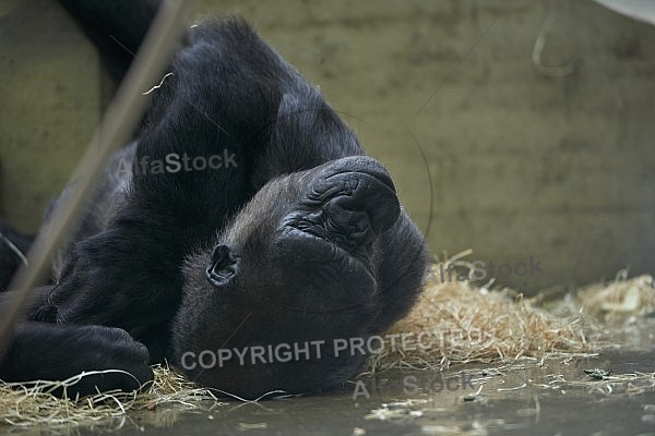 Zoo, Wild, Wilhelma, Stuttgart