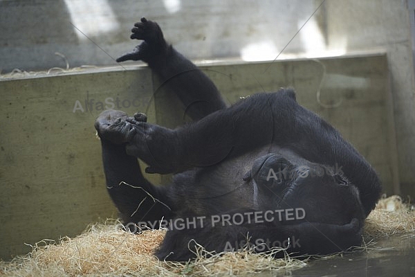 Zoo, Wild, Wilhelma, Stuttgart