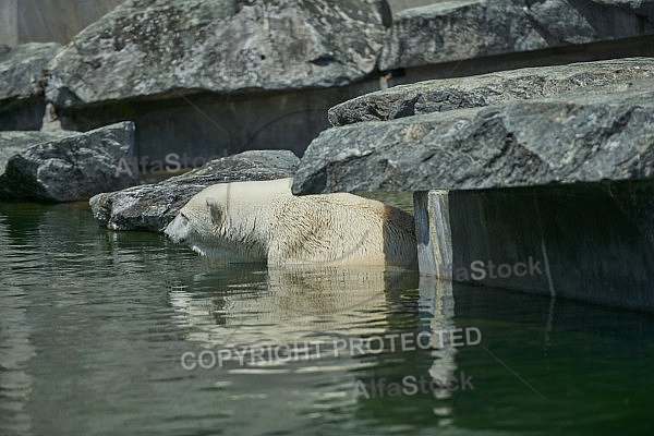 Zoo, Wild, Wilhelma, Stuttgart