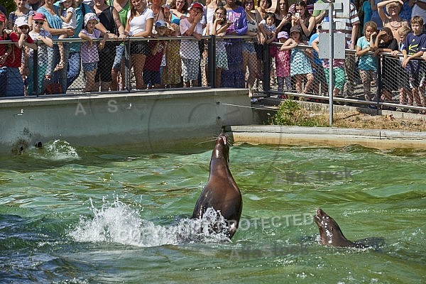 Zoo, Wild, Wilhelma, Stuttgart