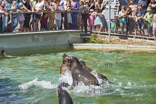 Zoo, Wild, Wilhelma, Stuttgart