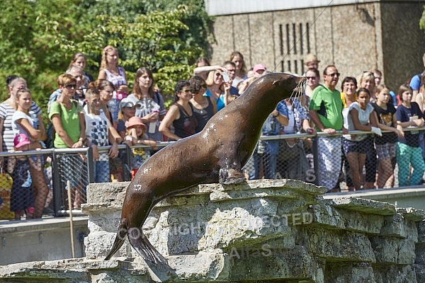 Zoo, Wild, Wilhelma, Stuttgart