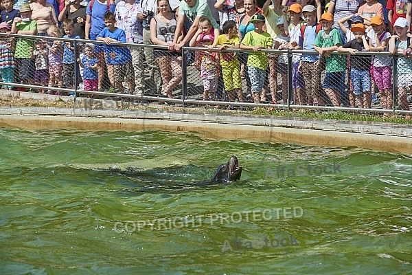 Zoo, Wild, Wilhelma, Stuttgart