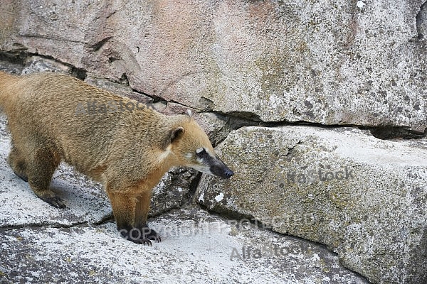 Zoo, Wild, Wilhelma, Stuttgart