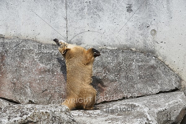 Zoo, Wild, Wilhelma, Stuttgart