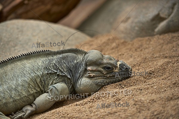 Zoo, Wild, Wilhelma, Stuttgart