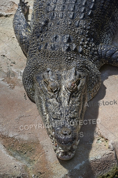 Zoo, Wild, Wilhelma, Stuttgart