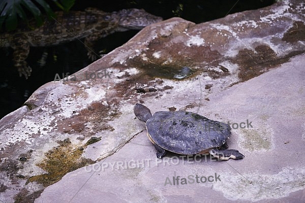 Zoo, Wild, Wilhelma, Stuttgart