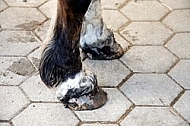  Closeup of the hoof of a horse 