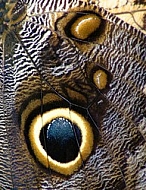  The sample of the wing of a butterfly.