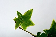 A variegated Hedera helix cultivar