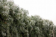 A variegated Hedera helix cultivar