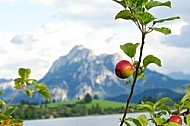 Apple tree with mountain in the background
