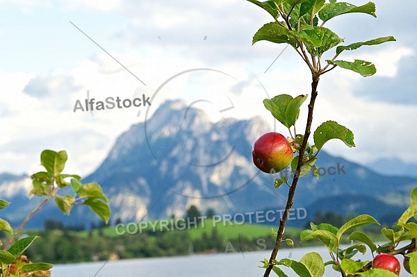 Apple tree with mountain in the background