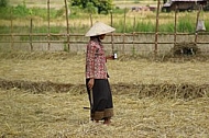 Asian Farmer