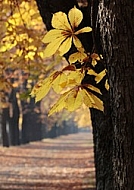 Autumn_1
