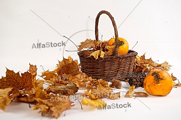 Autumn leaf color, Diospyros kaki 