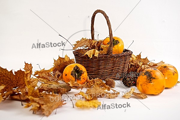 Autumn leaf color, Diospyros kaki 