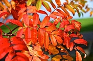Autumn leaf color