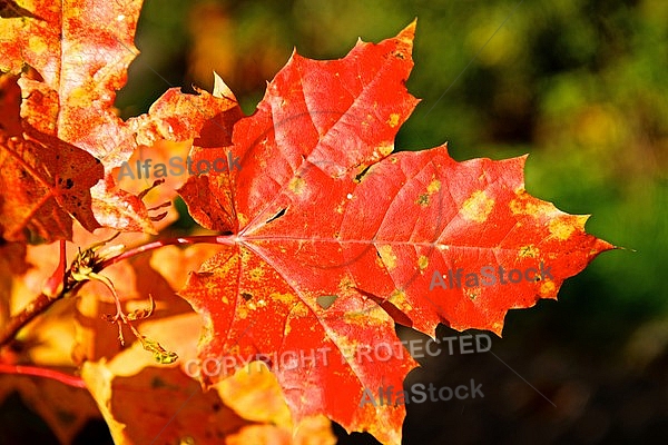 Autumn leaf color